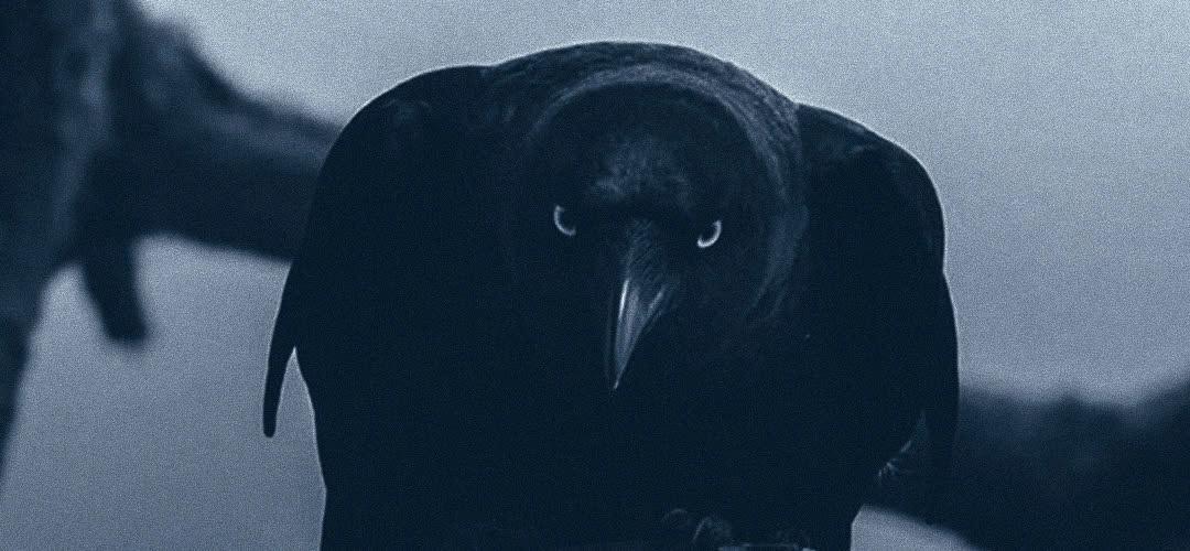 Crow Image